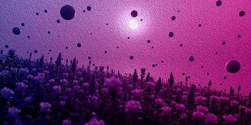 Lavender Fields